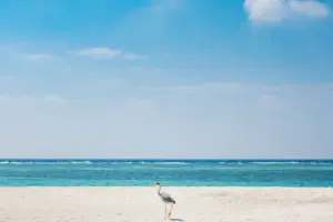 Træt af efterårets kulde og regn? Her er 7 destinationer hvor du kan få sol uden at lænse pengepungen helt