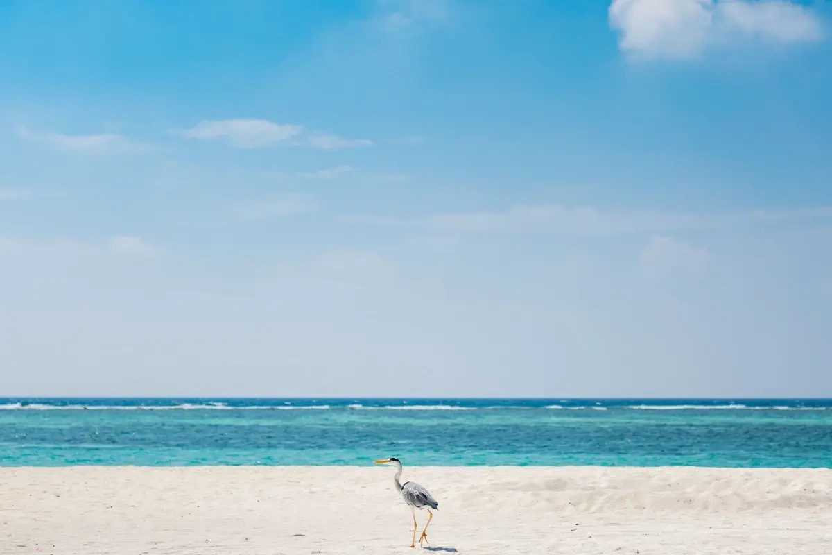 Træt af efterårets kulde og regn? Her er 7 destinationer hvor du kan få sol uden at lænse pengepungen helt